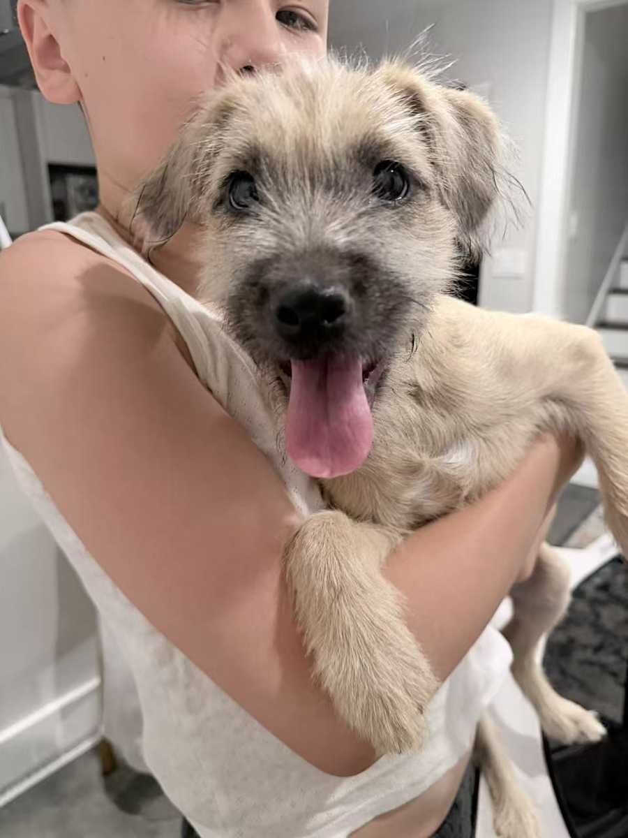 Sia, Mixed breed