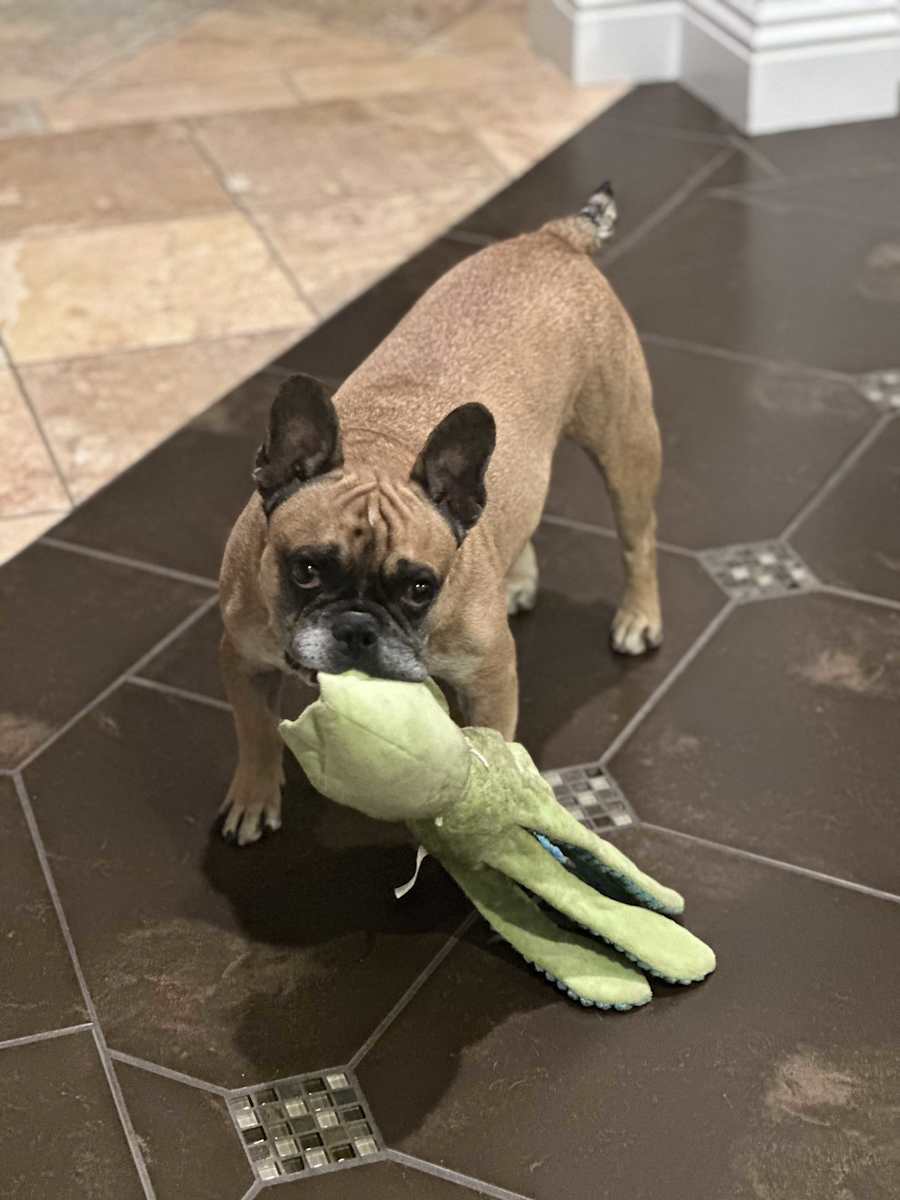 Tiger (小虎), Pug