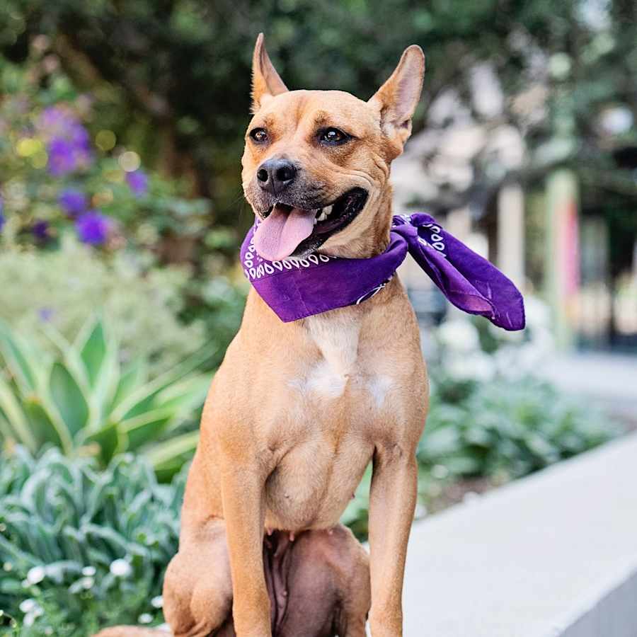 Spring - is good with dogs and cats, French Bulldog/Australian Cattle Dog