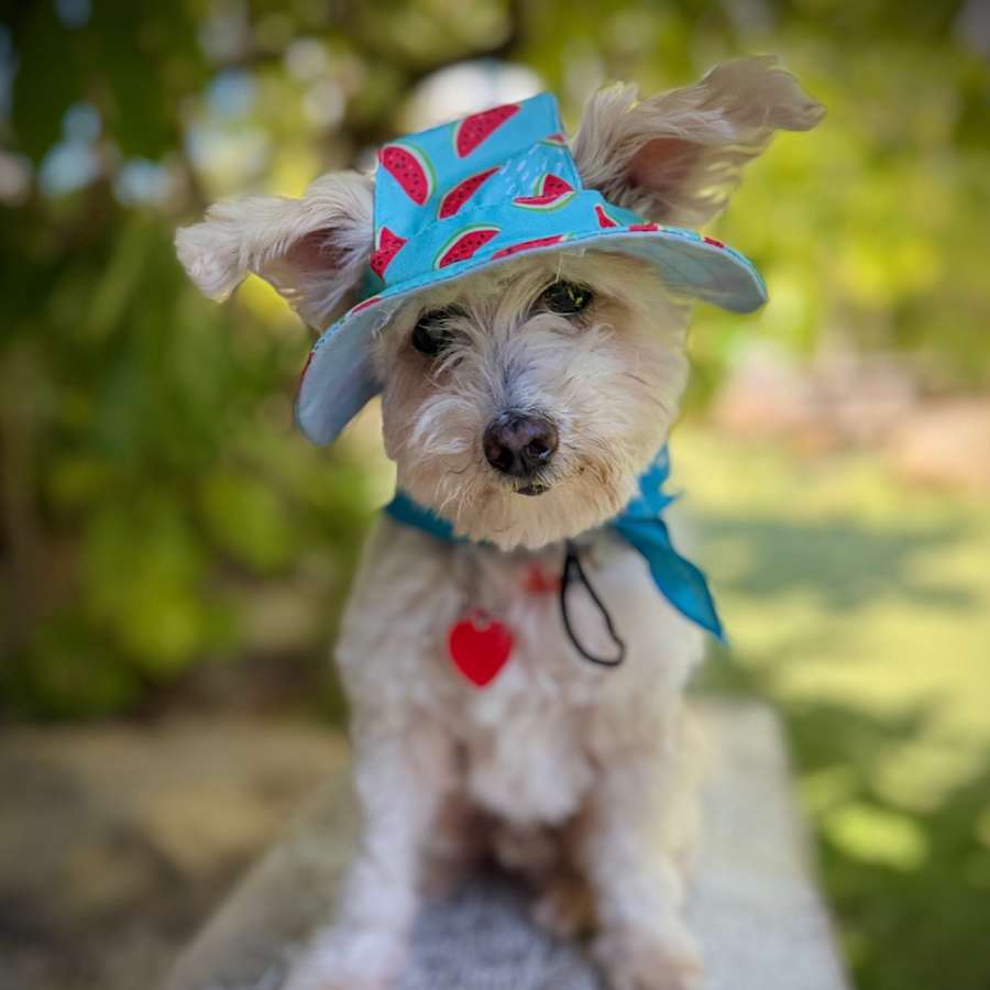 Spinach Tooth, Westie, West Highland White Terrier/Maltese