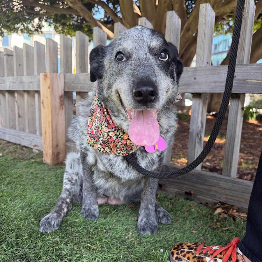 Big Girl Gerti (Gertrude) - good w/ dogs, cats, kids