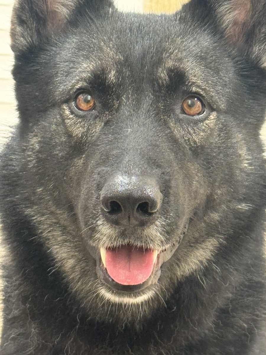 Watson - FaVoRiTE DoG