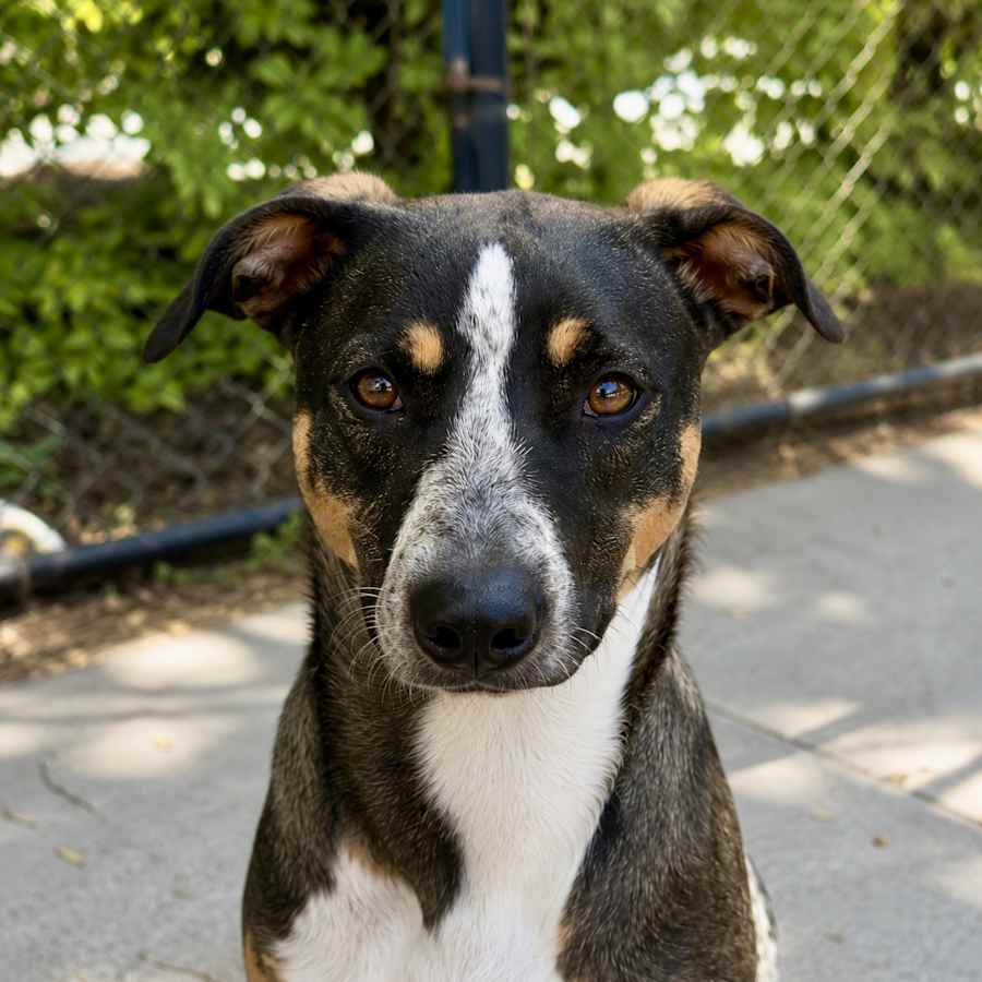 Dori - GrEaT DoG
