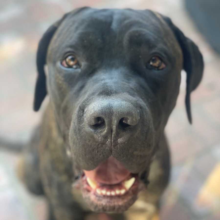 Niccolo, Cane Corso