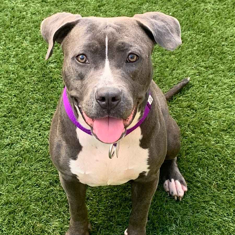 Susie, American Pit Bull Terrier