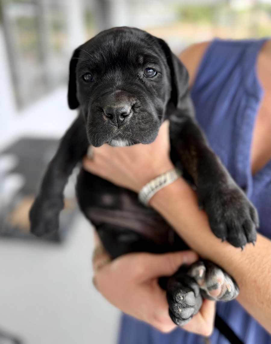 Puppy 1 - Look DNA, Neapolitan Mastiff/Cane Corso