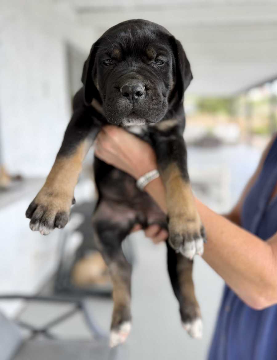 Puppy 4 - Look DNA, Cane Corso/Neapolitan Mastiff