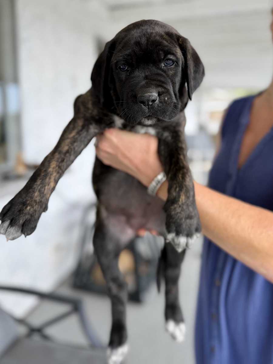 Puppy 5 - Look DNA, Cane Corso/Neapolitan Mastiff