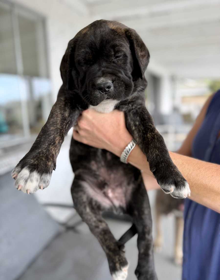 Puppy 7 - Look DNA
