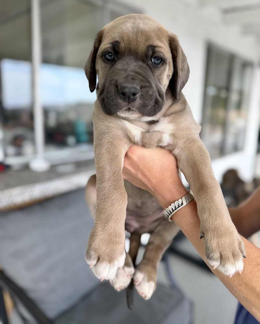 Puppy 11 - Look DNA, Cane Corso/Neapolitan Mastiff