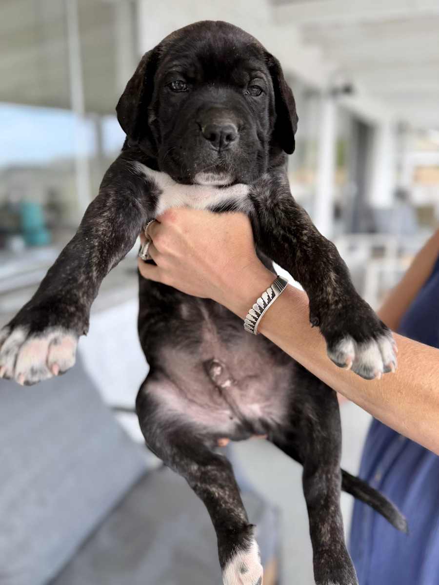 Puppy 10 - Look DNA
