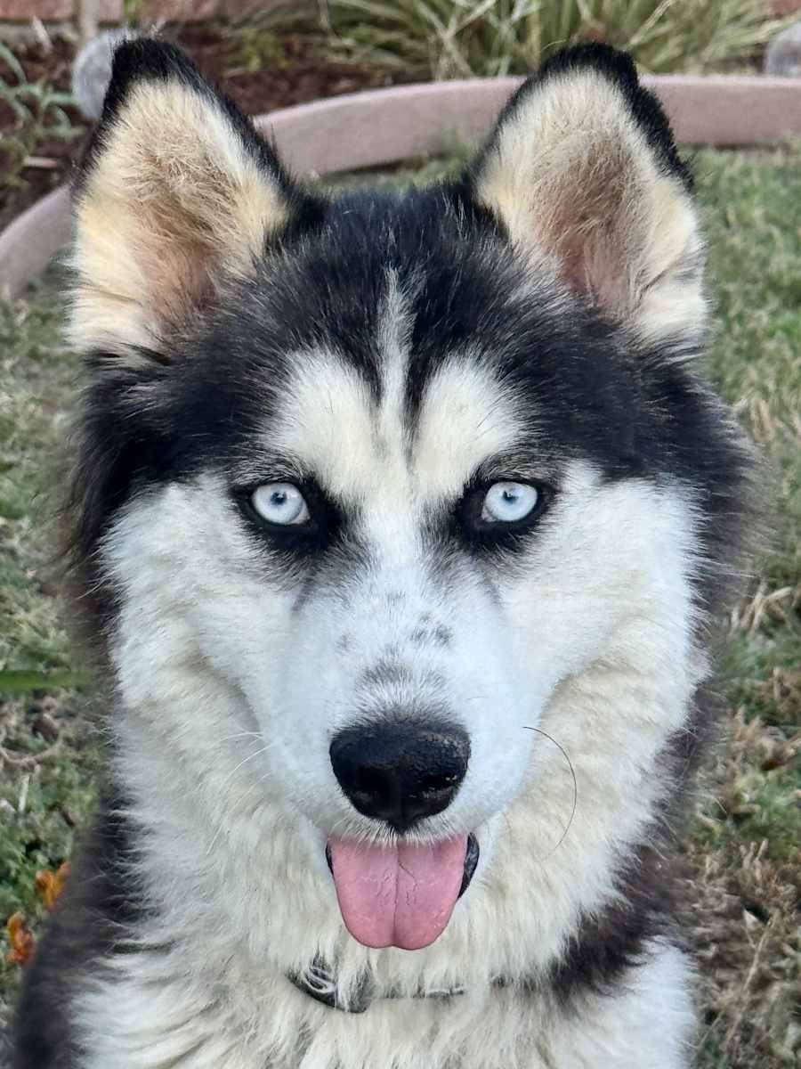 Daiquiri - OnLY 33 Lbs, Pomsky/Siberian Husky