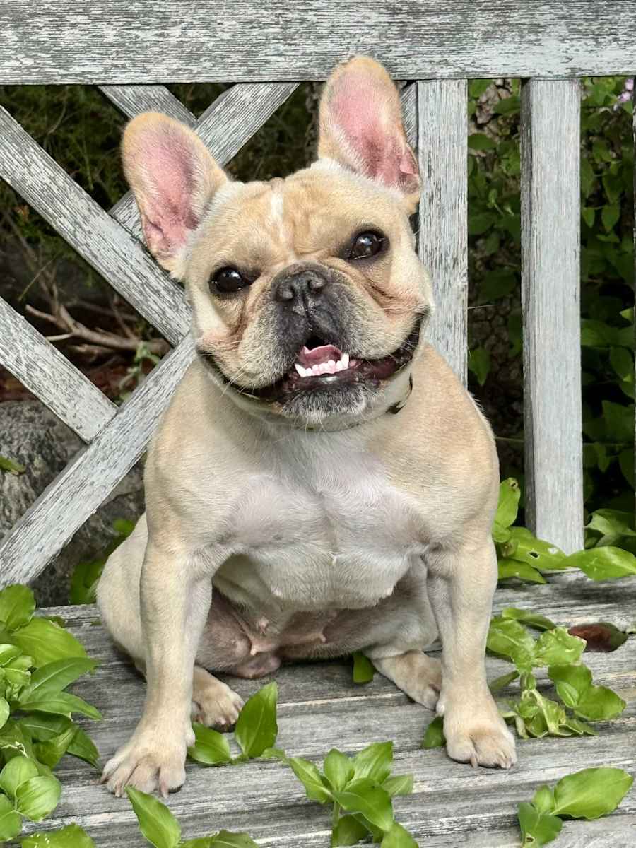 Eloise, French Bulldog