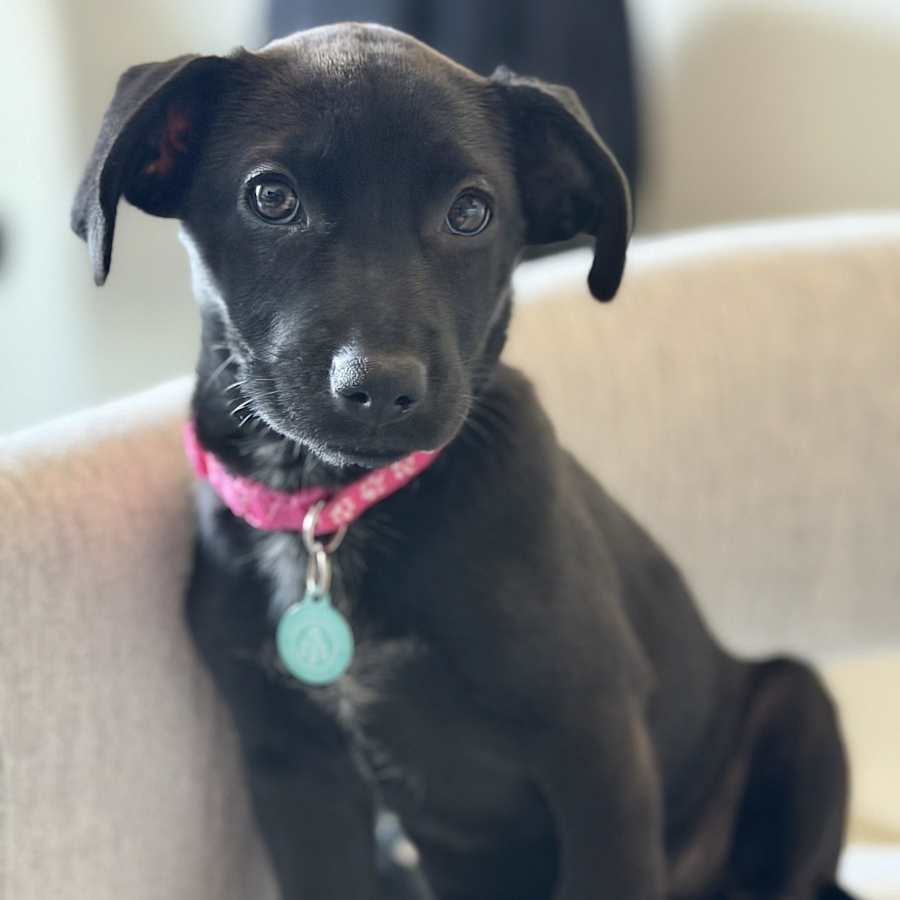 Evoque (Evie), Labrador Retriever/Cocker Spaniel