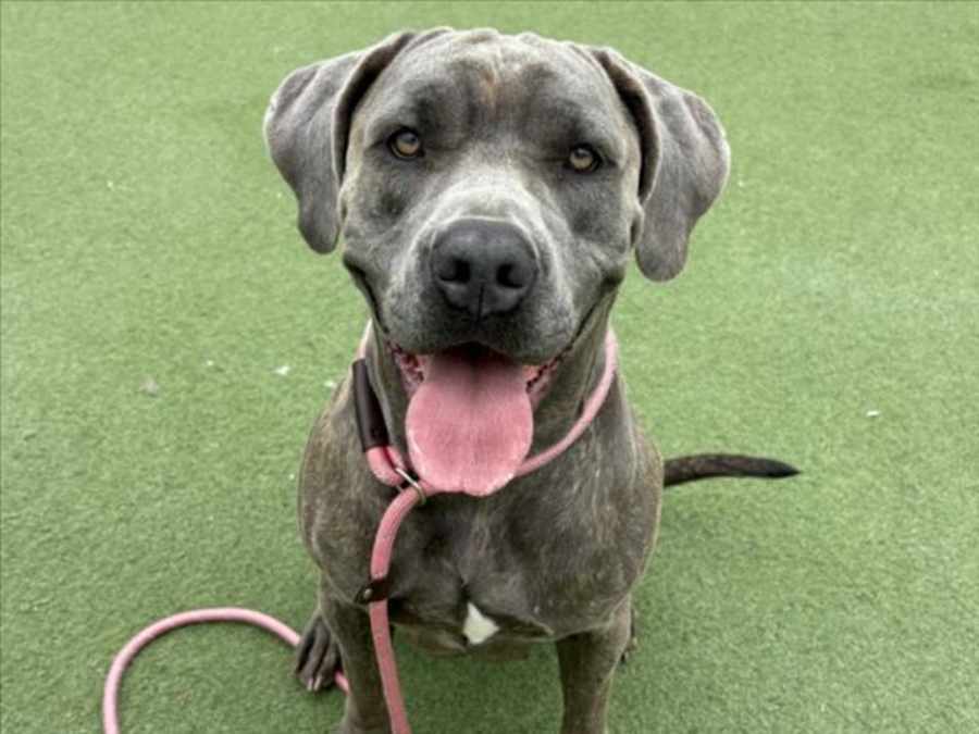 WRINK, Cane Corso