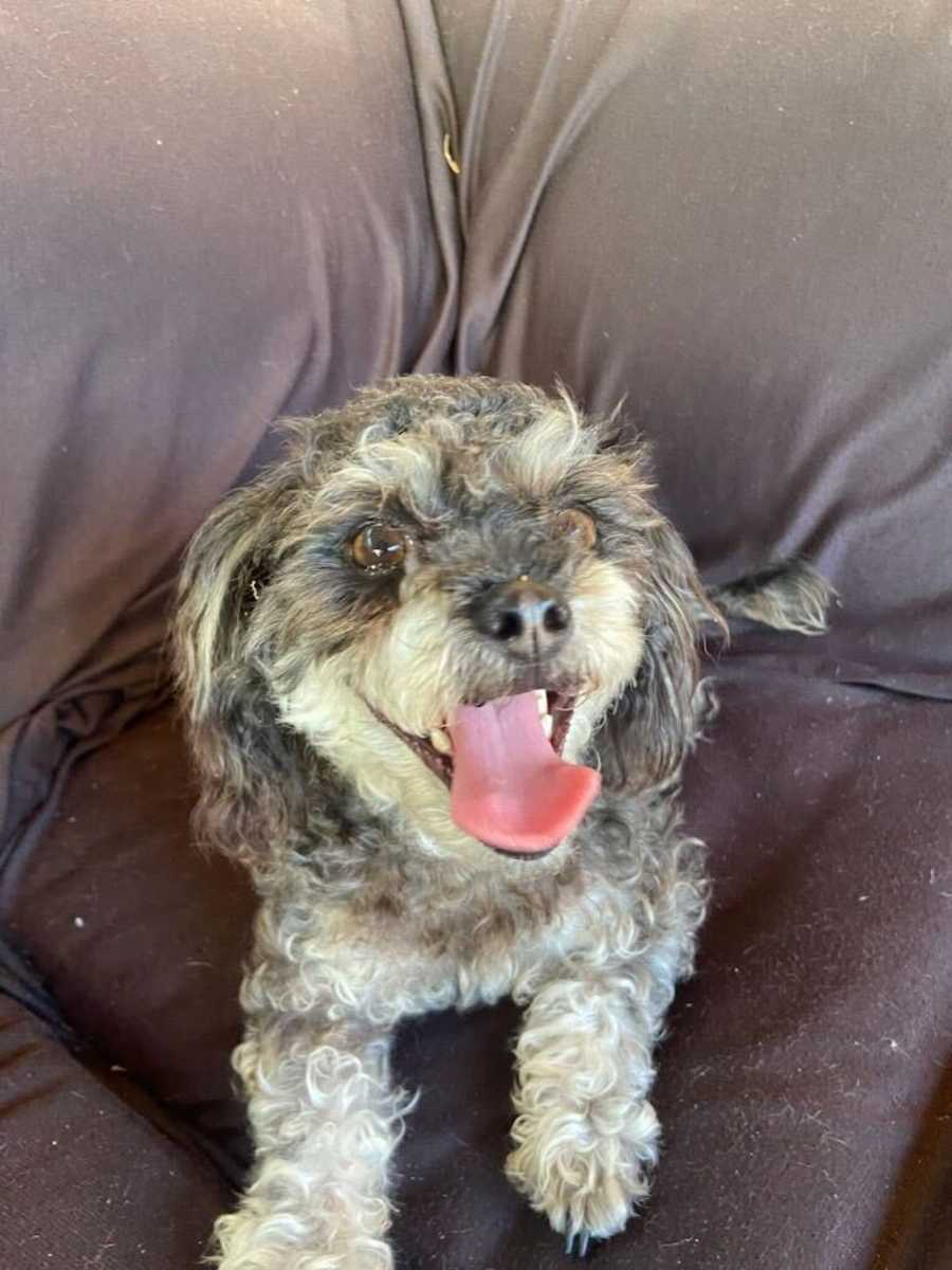 Rosie, Poodle (Miniature)