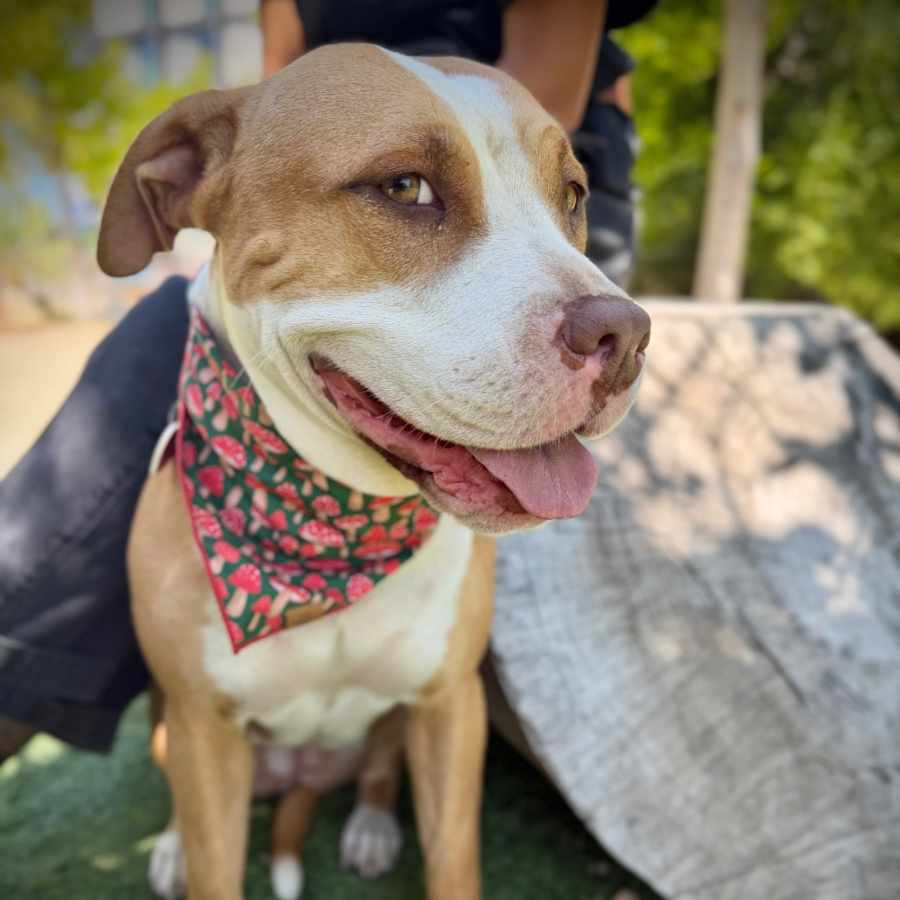 Cricket - is a shy angel who loves dogs and cats and kids
