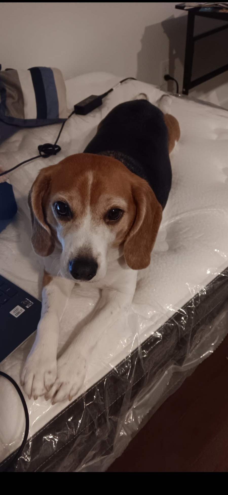 James, Beagle