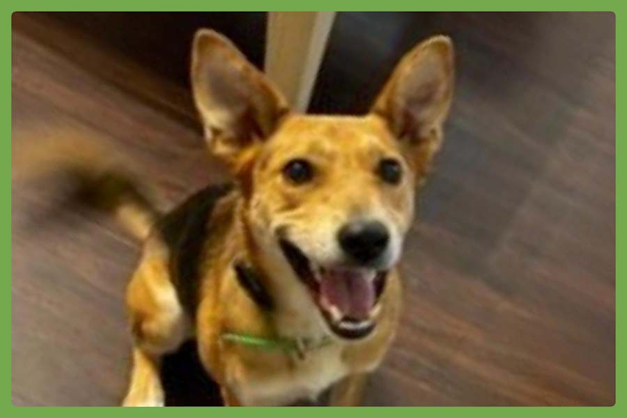 Nano, Mixed breed