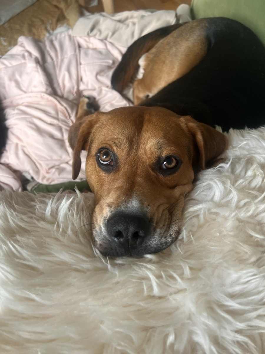 Hank