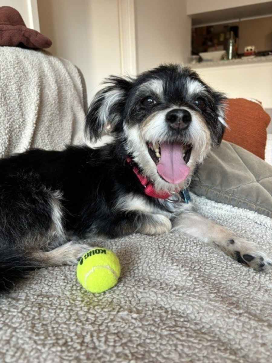 Chloe **Foster / Foster-to-Adopt Needed by 8/27**, Mixed breed