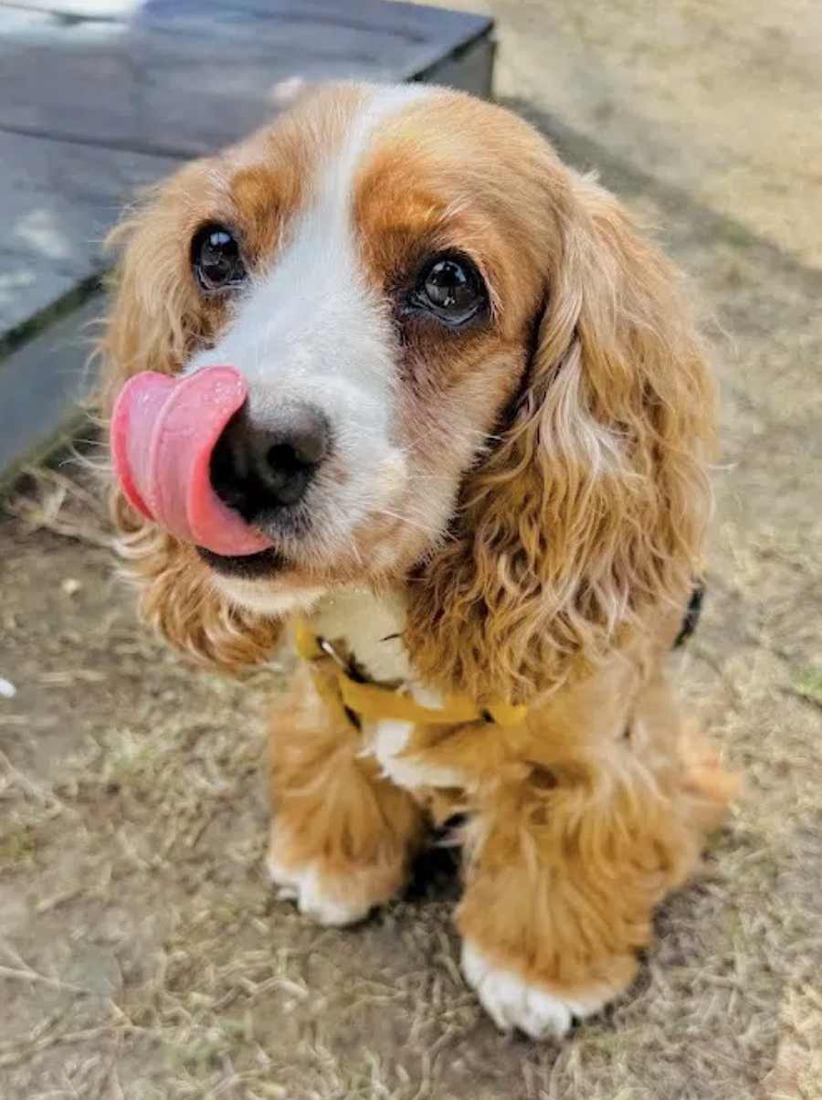 Nicole, Cocker Spaniel