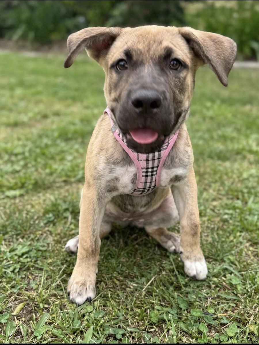 Lucy, German Shepherd Dog/Black Mouth Cur