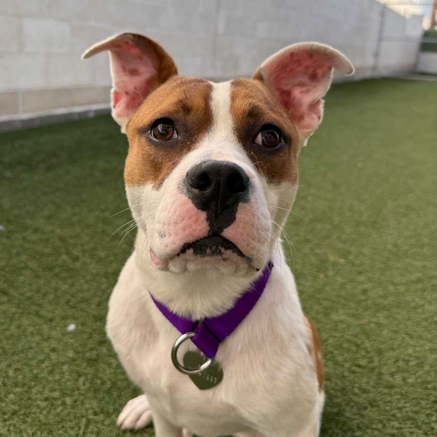 Peanut, American Pit Bull Terrier