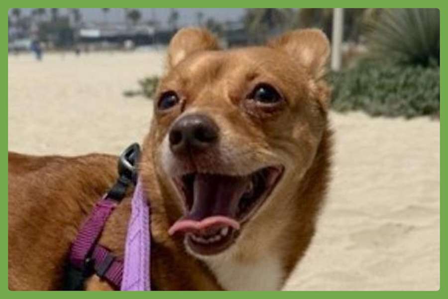 Lucy, Chihuahua