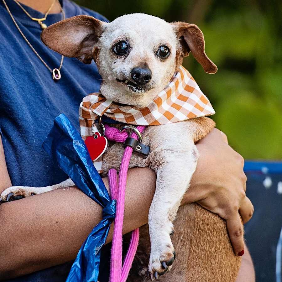 Rotisserie, Chihuahua/Dachshund