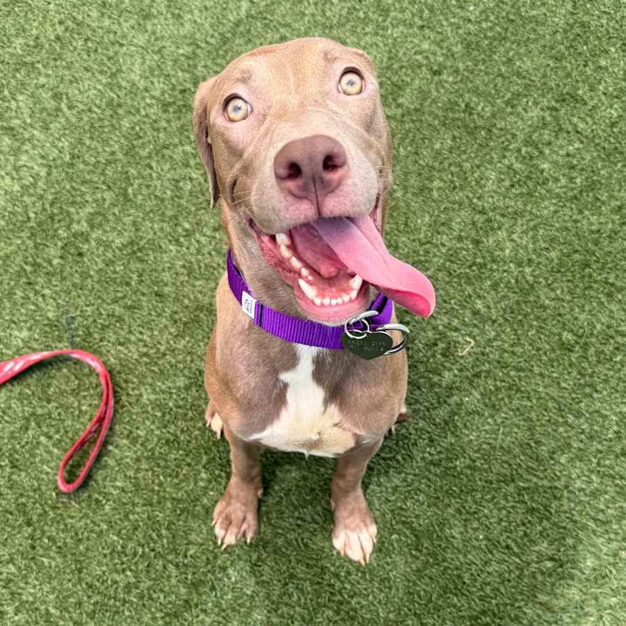 Lexi, American Pit Bull Terrier