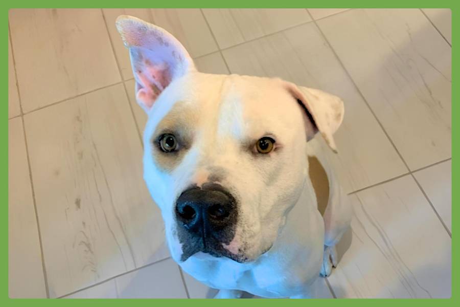 Bruce, Boxer/American Bulldog