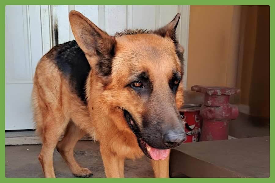 Bentley, German Shepherd Dog