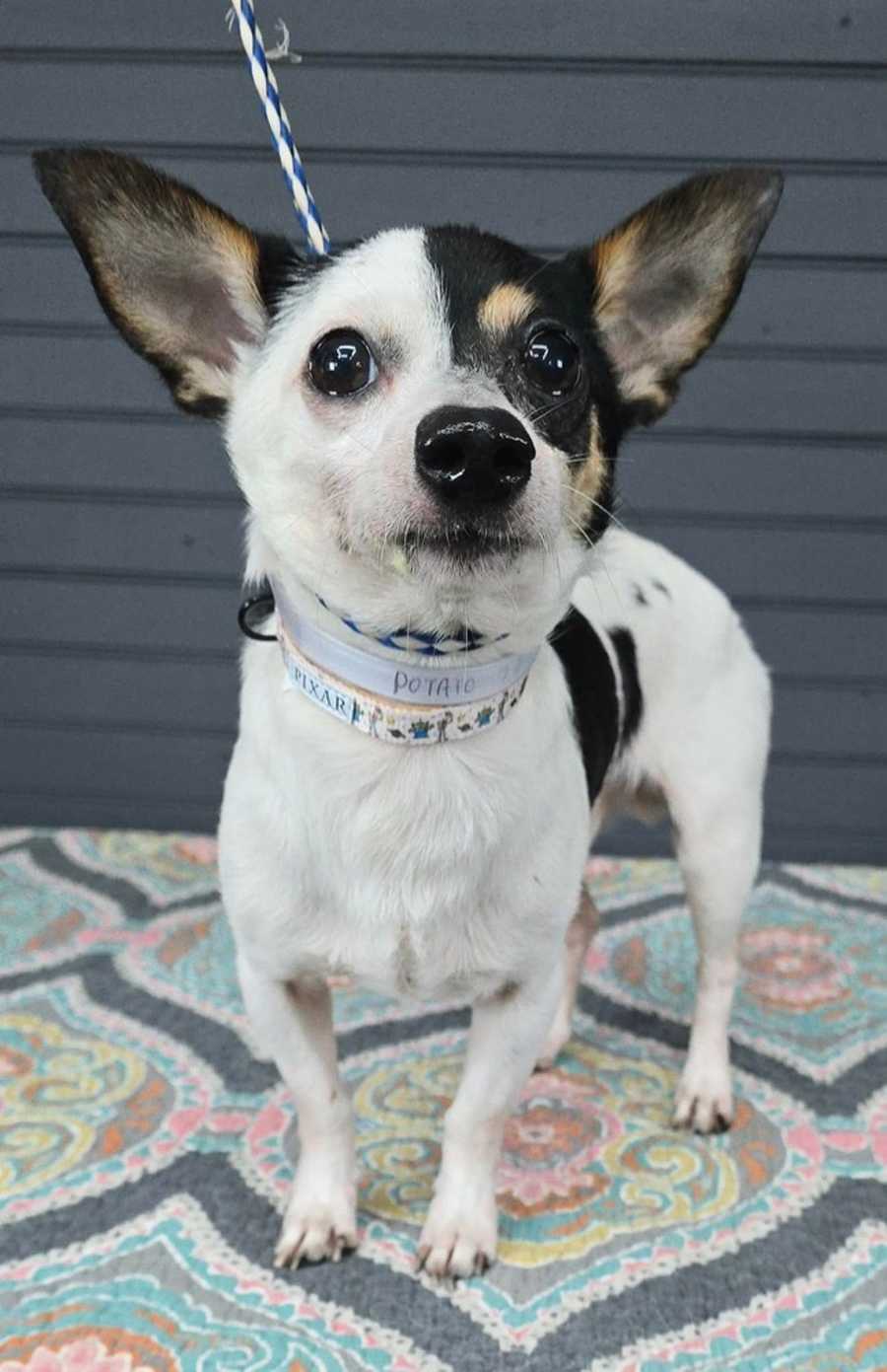 Potato, Chihuahua/Jack Russell Terrier
