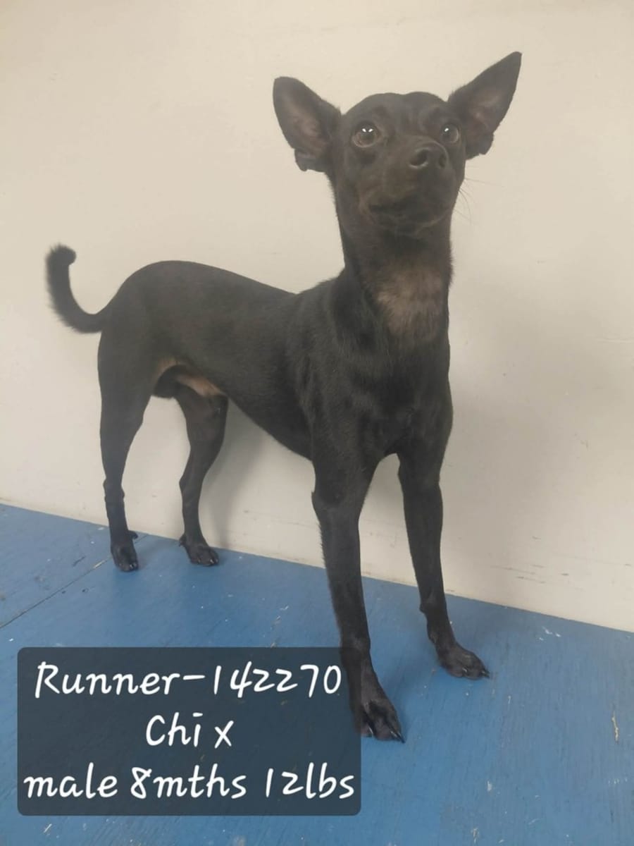 Runner, Chihuahua/Jack Russell Terrier