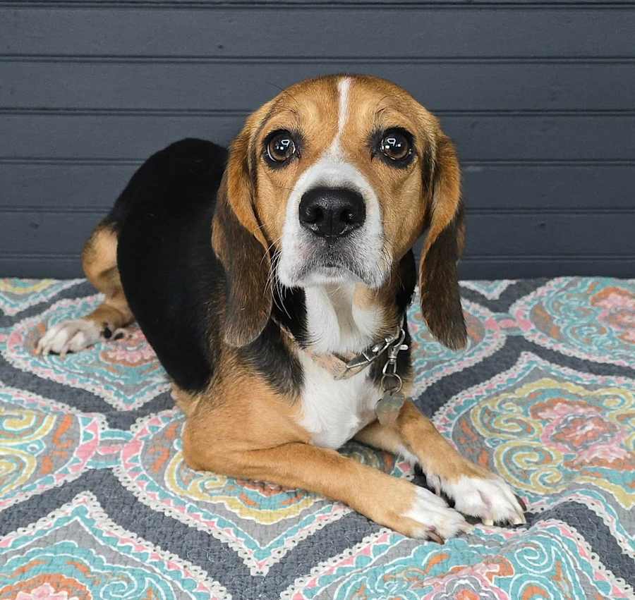 Cherry, Beagle