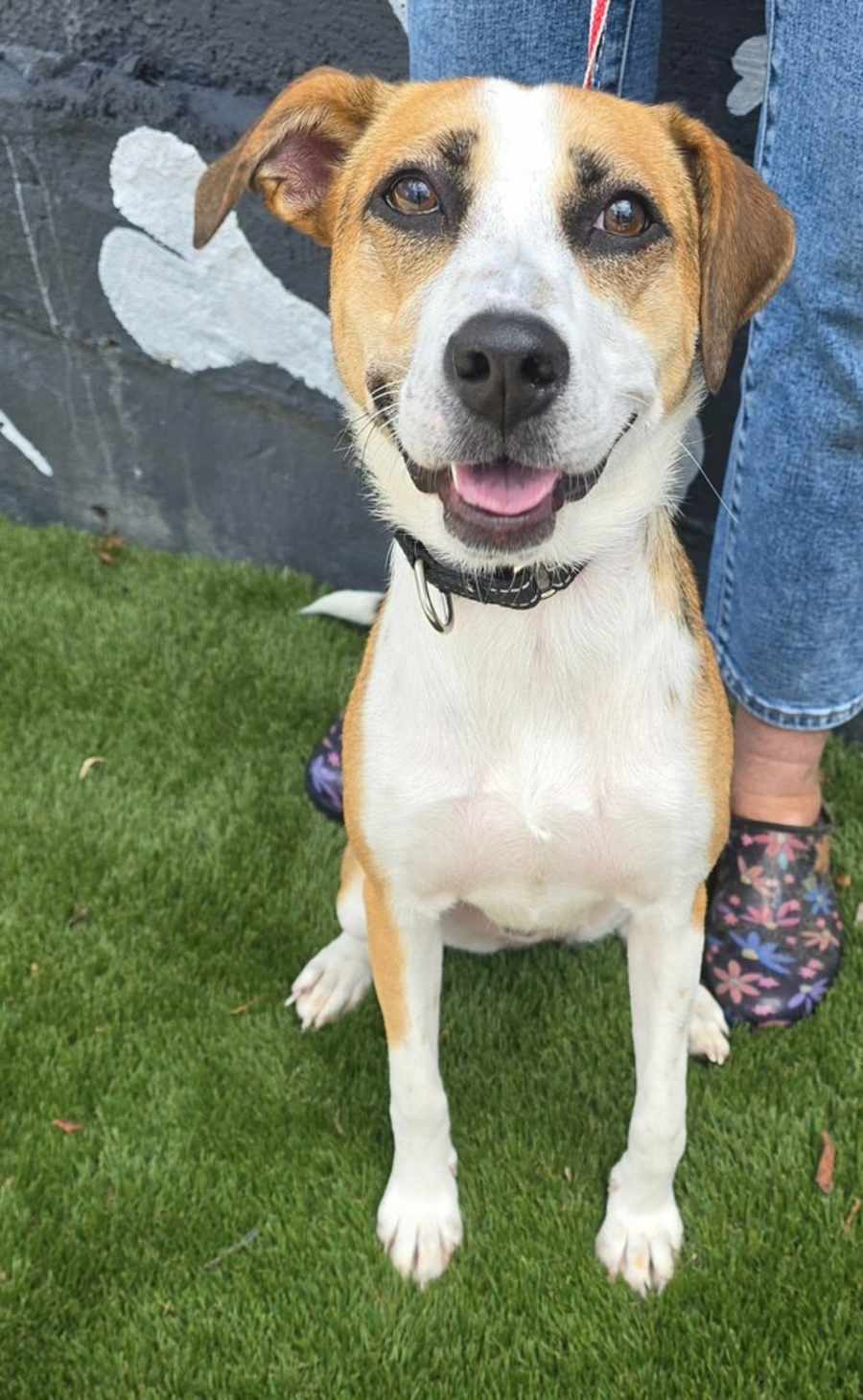 Lovey, Beagle/Jack Russell Terrier