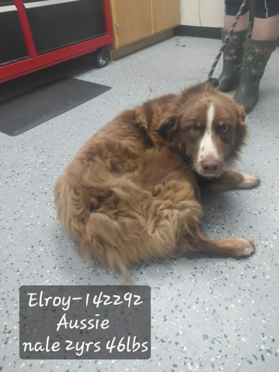 Elroy, Mixed breed