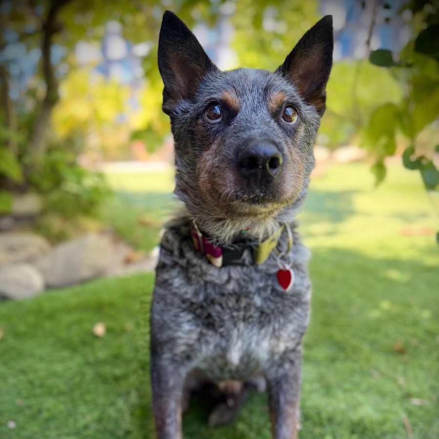 Chuck Wagon, Australian Cattle Dog