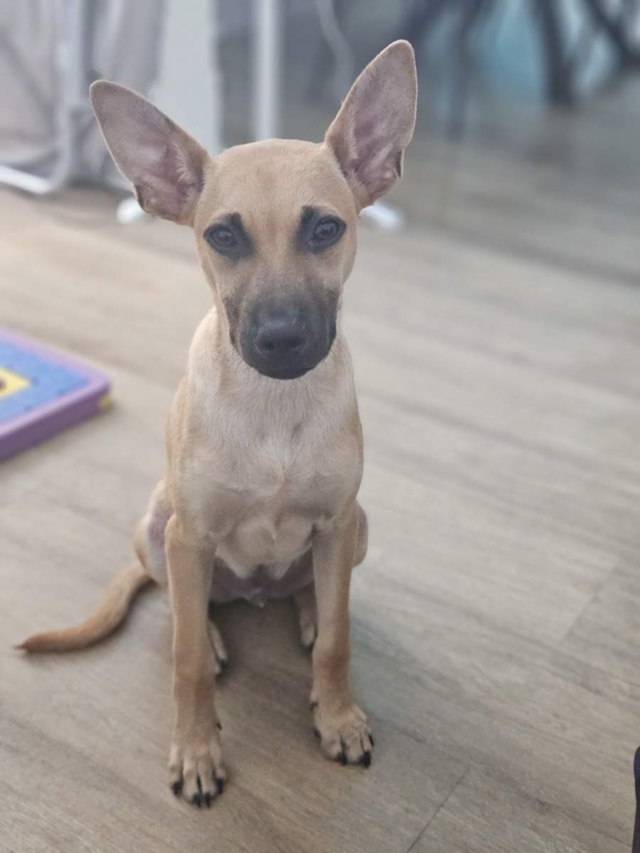 Teddy, Mixed breed