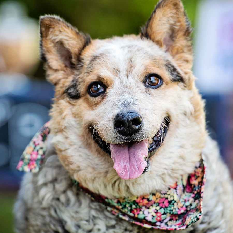 Steve, Australian Cattle Dog