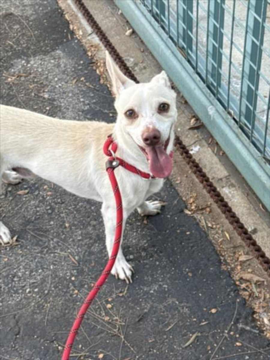 CASPER, Chihuahua