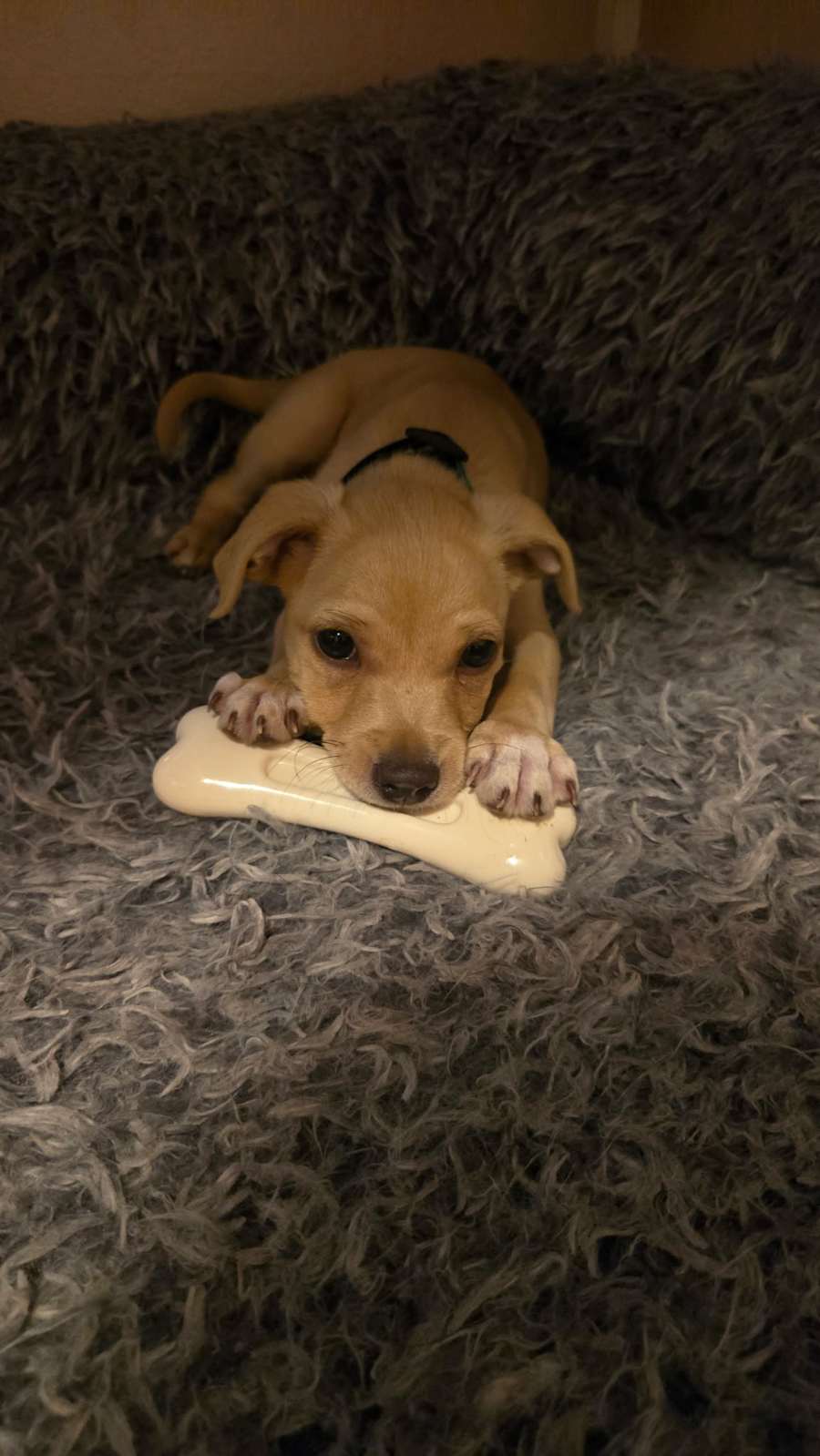 Augie
