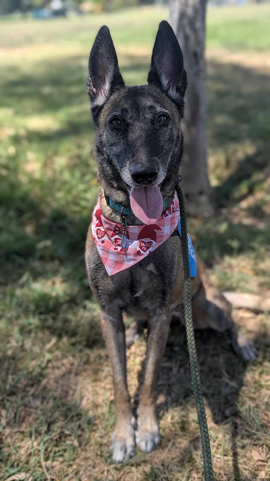 Betsy, Belgian Malinois