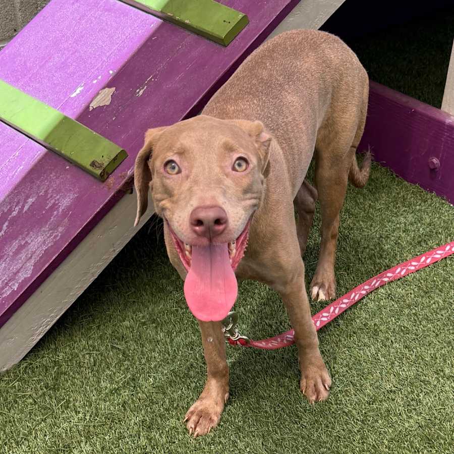 Cami, American Pit Bull Terrier