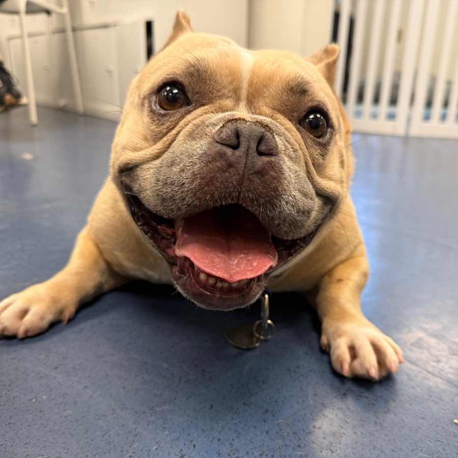 Tootsie