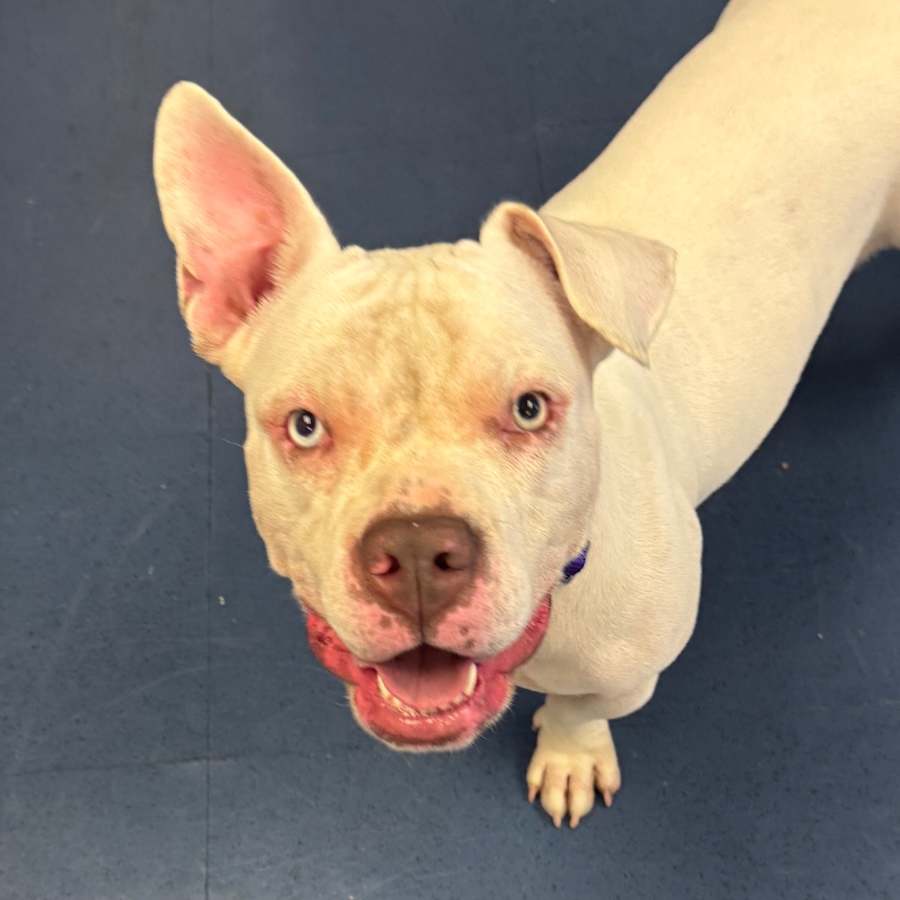 Gertie, American Pit Bull Terrier