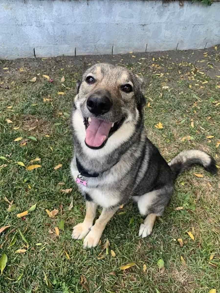 Xena Girl, Mixed breed