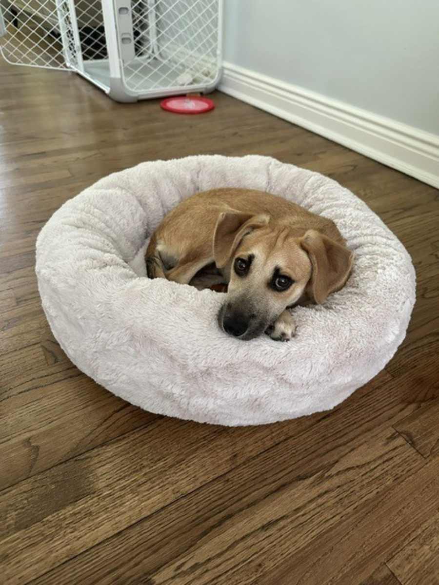 Ocean, Chihuahua/Jack Russell Terrier