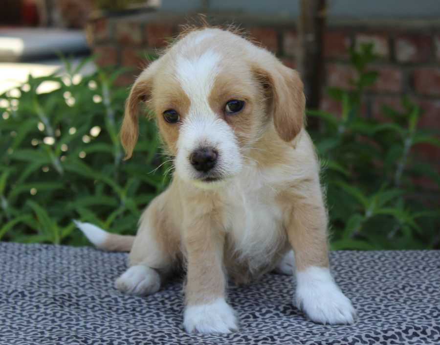 Slinky, Mixed breed